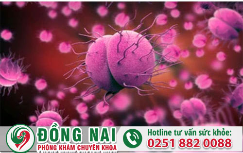 da khoa hong phuc