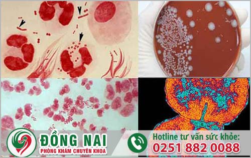 da khoa hong phuc