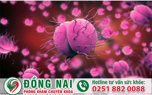 Hỗ trợ điều trị dương vật chảy mủ vì bệnh lậu đạt khả quan