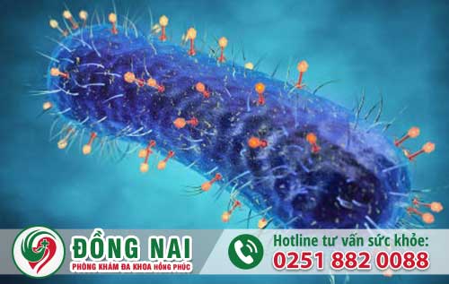 da khoa hong phuc