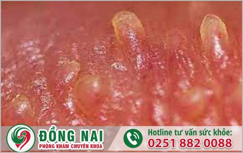 da khoa hong phuc