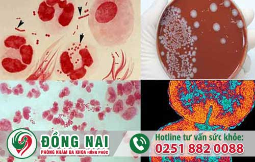 da khoa hong phuc